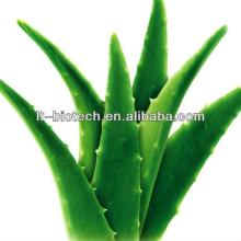 igh Quality Aloe Vera Leaf Extract 200:1 from GMP Manufacturer