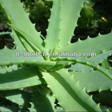 Best Selling And Natural Aloe Vera Extract In Shampoo