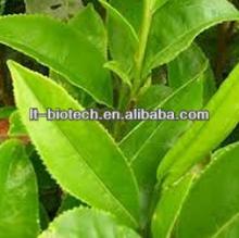 100% Pure & Natural Green Tea Extract Suppliers