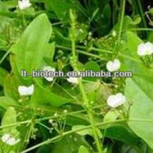 ISO Factory Supply Hight Quality100% Pure Natural Alisma Extract Powder 10:1