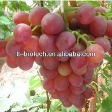 Natural 95%  OPC   Grape   Seed  Extract