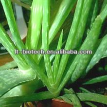 100% Natural Aloe Vera Extract/Aloe Vera Extract Plant/Aloe Extract Powder