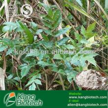 Organic Vine tea Extract Dihydromyricetin CAS No.: 27200-12-0