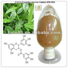Green Tea Extract,Tea polyphenols, EGCG ,40%-95% by HPLC