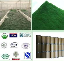 Algaes Chlorella