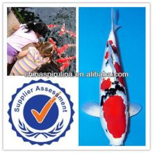 spirulina powder for animal feed shrimps