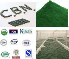 Organic Chlorella Powder
