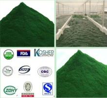 Spirulina and  Chlorella   Powder 