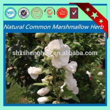 Marshmallow Leaf Herb Common Marshmallow Herb