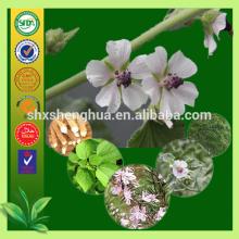 GMP Manufacturer common Marshmallow Herb plant extract