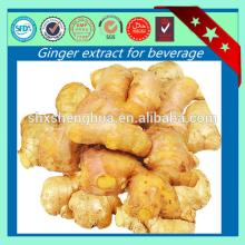 2014 free sample GMP Anti-Inflammatory Herbs hplc test ginger extract
