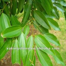 Pure Cinnamon leaf Essential Oil