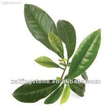 100% Natural  Green   Tea   Plant   Extract 