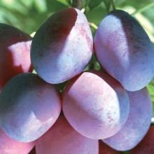 Hydrolyzed Prunus Domestica (Plum) Clairju Natural Cosmetic Ingredient