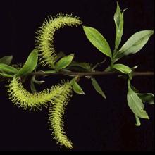Salix Alba (Willow) Bark Extract Dermaveil Natural Cosmetic Ingredient