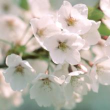 Prunus Yedoensis Leaf Extract SAKURA Extract B Natural Cosmetic Ingredient