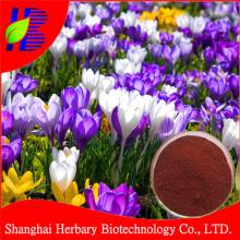 Factory Price saffron crocus extract powder