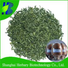 Pure nature  green  tea  leaf   extract  powder
