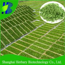 High quality white tea powder