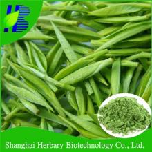 GMP factory supply white tea powder