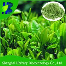 Top quality instant white tea powder