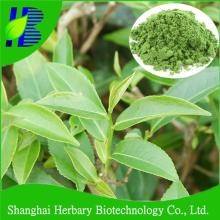 Hot sale white tea extract white tea powder