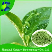  White   Tea   Extract  Powder /  White   Tea  Powder /  White   Tea  P.E.
