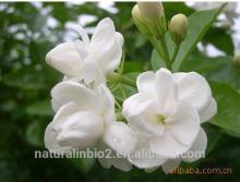 100% Natural Jasmine tea Extract Powder 40% (UV)