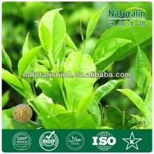 Natural Tea Powder for Berverage