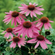 Organic Echinacea Extract Tea Powder