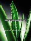 Pure Aloe Vera Tea Powder 100% Natural