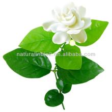 Best Grade Instant Jasmine Tea Powder