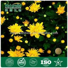 High Quality natural instant chrysanthemum tea powder