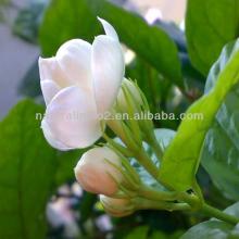 Factory Supply Instant Jasmine Tea Powder for Beverage and Drink