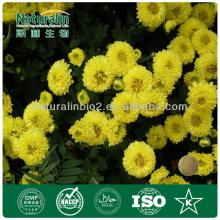 Instant  Chrysanthemum   Tea  Powder ( Chrysanthemum  morifolium)