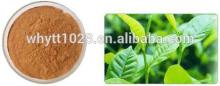 Natural plant extracts Catechin green tea extract