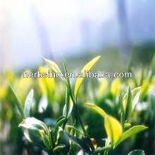 high quality green tea extract/HACCP&KOSHER manufacturer