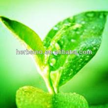 100% pure green tea extract/HACCP&KOSHER factory direct supplier