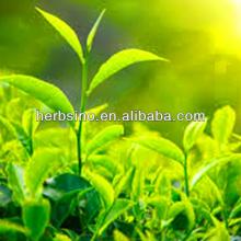 Green  Tea  Extract, green  tea  powder ISO& KOSHER  supplier