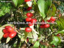 dogwood extract