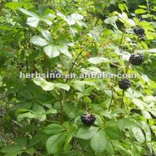  Eleutheroside   B + E / E l e uth e rococcus S e nticosus P. E .