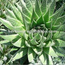 aloe barbadensis leaf extract