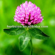  Red   Clover  extract