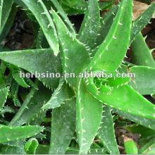 solvent extraction aloe vera extract