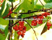 Fructus Schisandrae Chinensis Extract