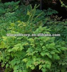 Black Cohosh(Cimicifuga) Extract