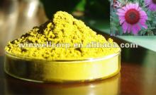 4% Echinacea Purpurea Extract