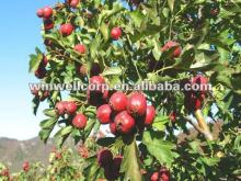  Hawthorn   Leaf   Extract 