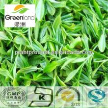 green tea extract powder