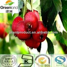 Herbal Extract Hawthorn Fruit Extract